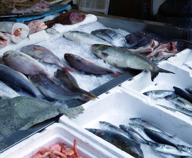 sale of fresh sea fishes in a traditional portuguese market.