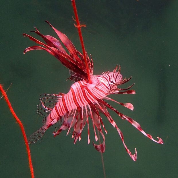 peixe leão