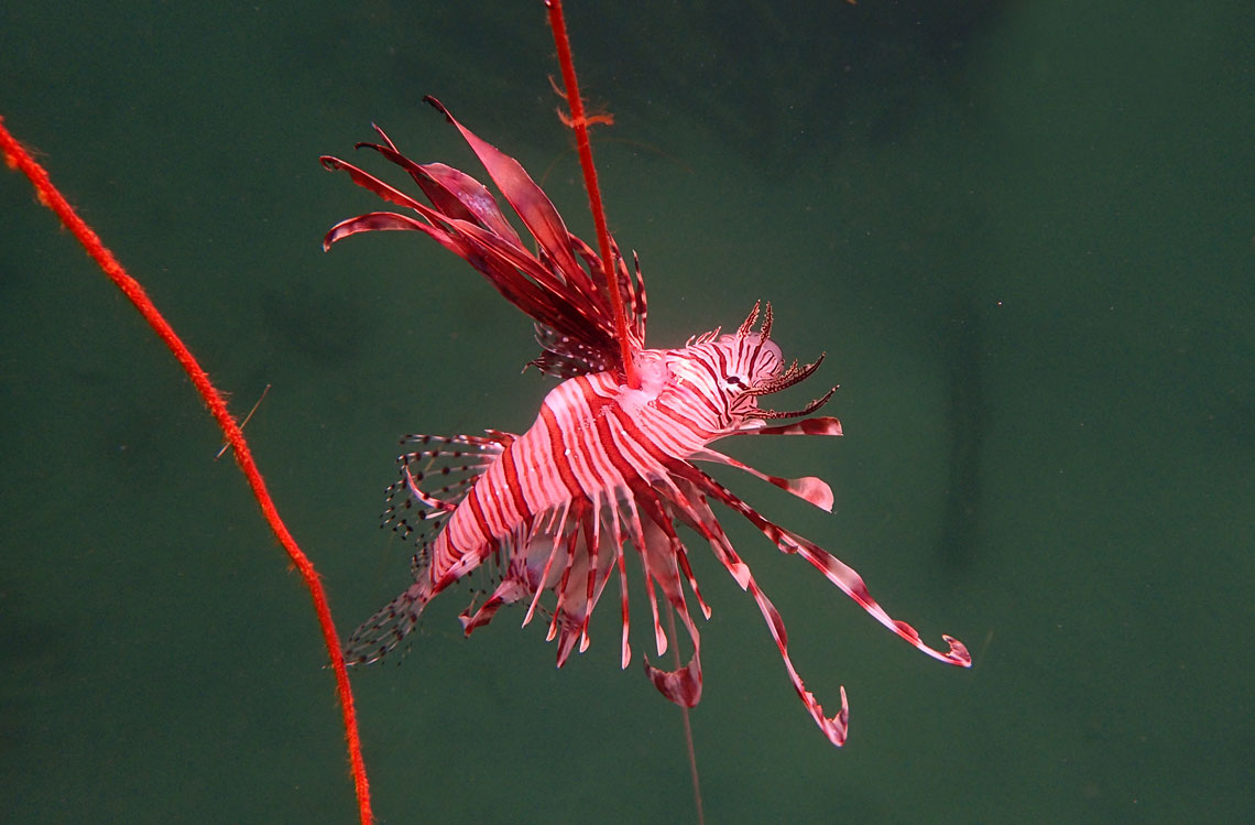 peixe leão
