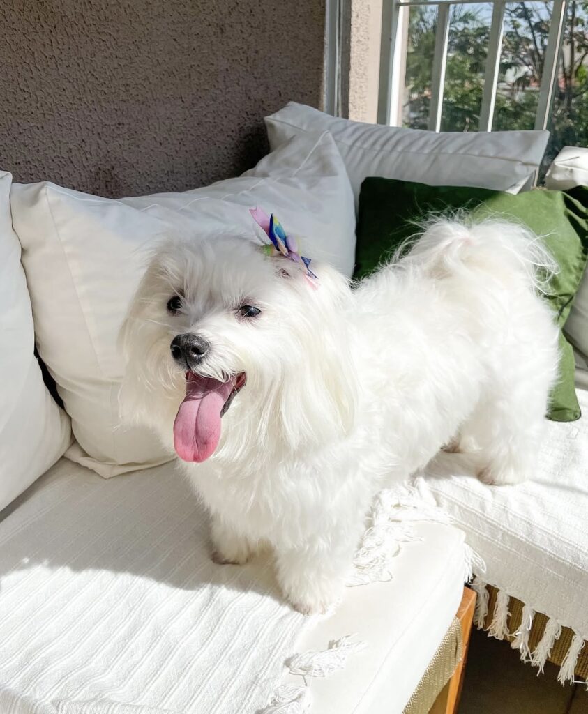 A influenciadora fitness que viralizou após análise de IA agora virou assunto por outro motivo: o cachorro dela segue uma rotina alimentar mais regrada que muita gente por aí. - Reprodução