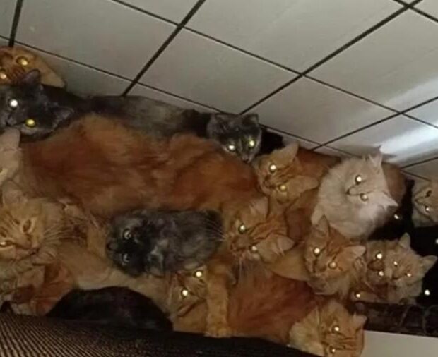 relatorio apresentado pela prefeitura de concordia ao ministerio publico de santa catarina afirmou que gatos estavam amontoados em situacao insalubre 1779969517833 v2 900x506