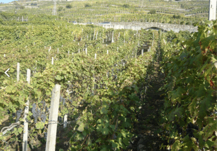 foto cantine nobili
