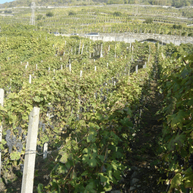 foto cantine nobili