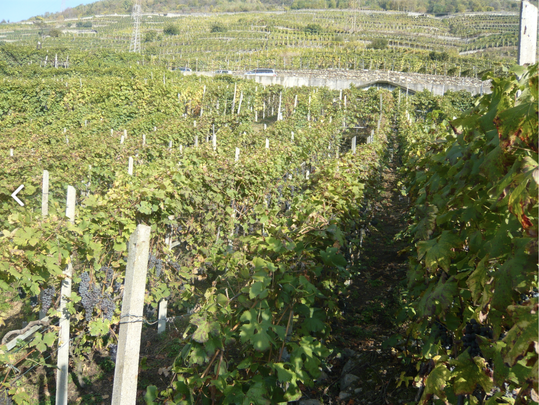 foto cantine nobili