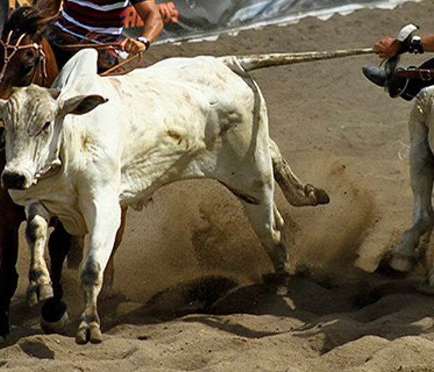vaquejada