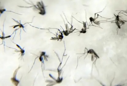 O projeto usa mosquitos machos com bactéria Wolbachia para reduzir populações selvagens
