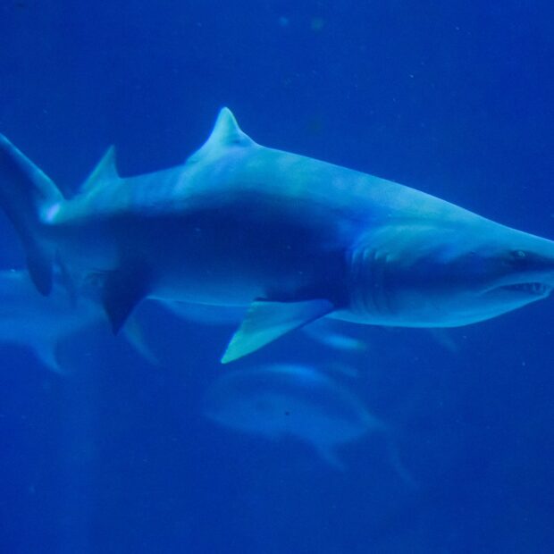 brazil animal aquarium aquario