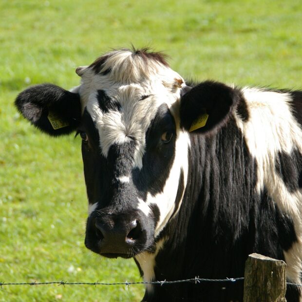 vaca