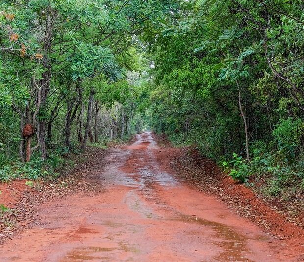 Caminho floresta barro terra