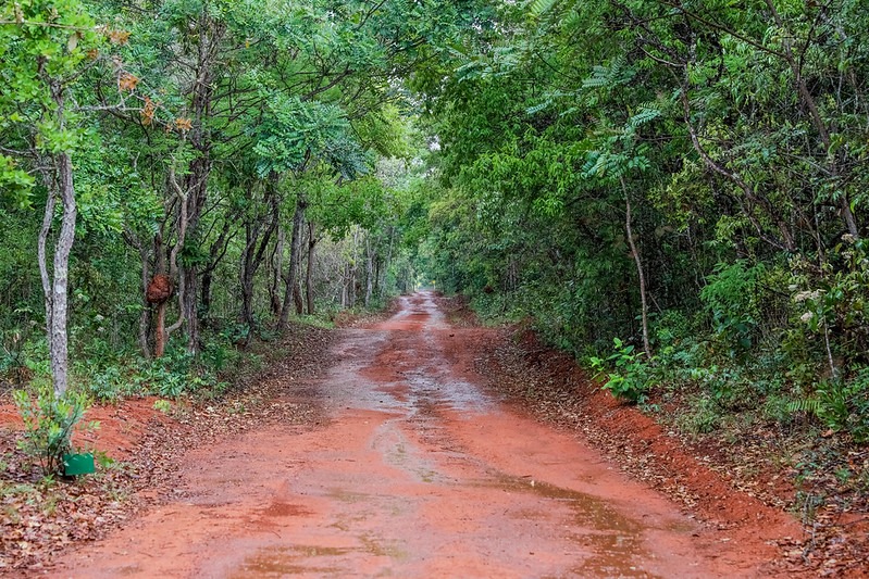 Caminho floresta barro terra