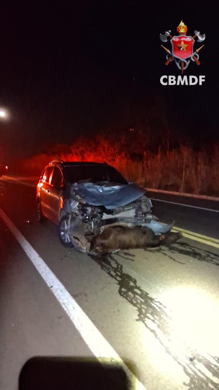 Motorista escapa sem ferimentos após carro atingir animais e