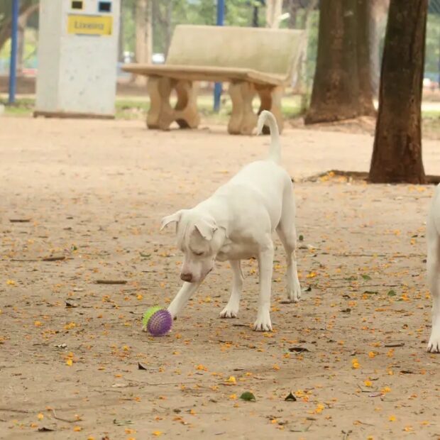 Lei torna crime exercício ilegal da medicina veterinária