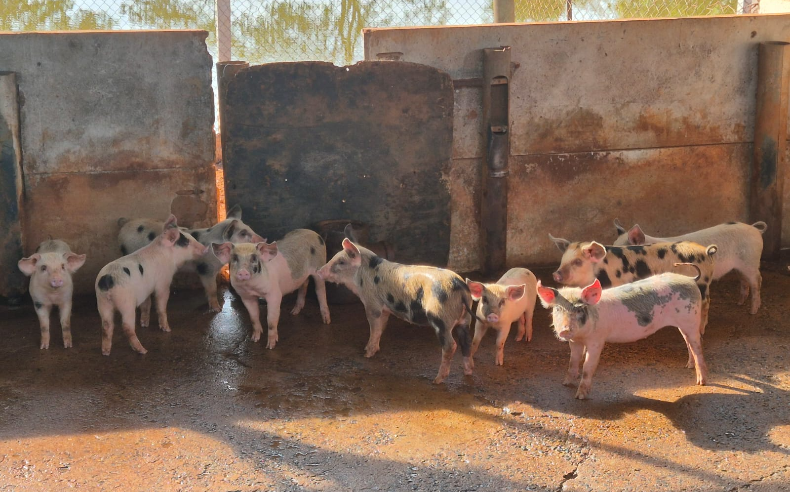 Foto: Divulgação/Funap-DF