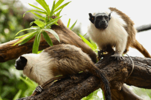 Foto: Divulgação/Zoológico de Brasília