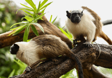 Foto: Divulgação/Zoológico de Brasília