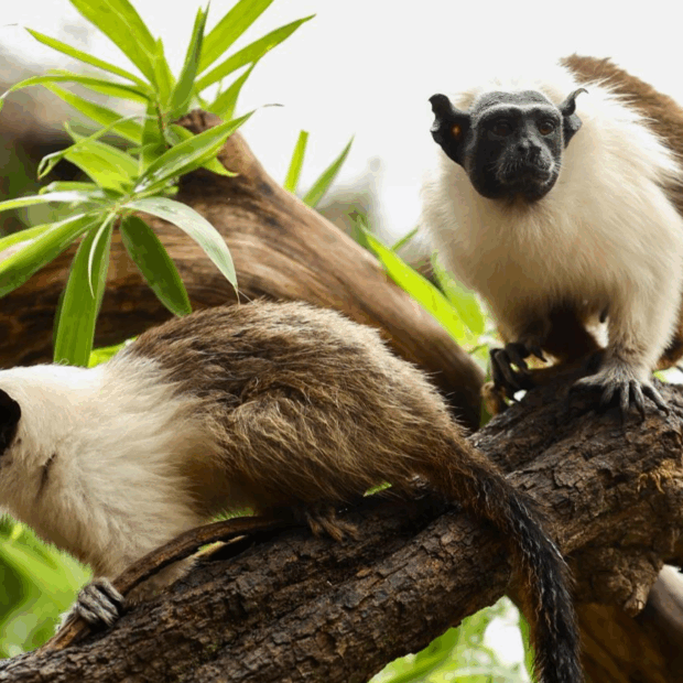 Foto: Divulgação/Zoológico de Brasília