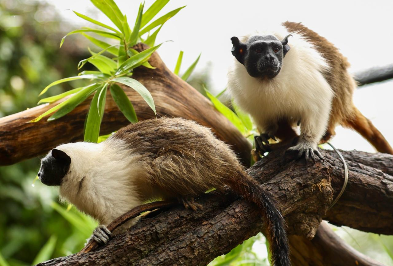 Foto: Divulgação/Zoológico de Brasília
