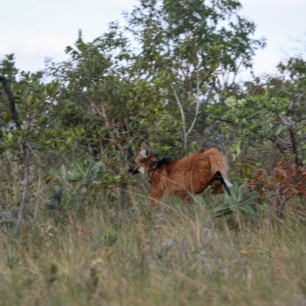 18.6. meio ambiente. foto arquivo agência brasília2