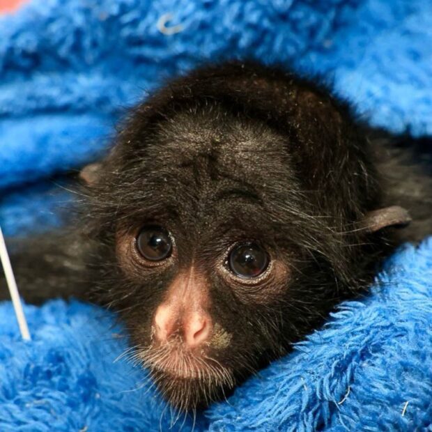 macaco Zoo Brasília
