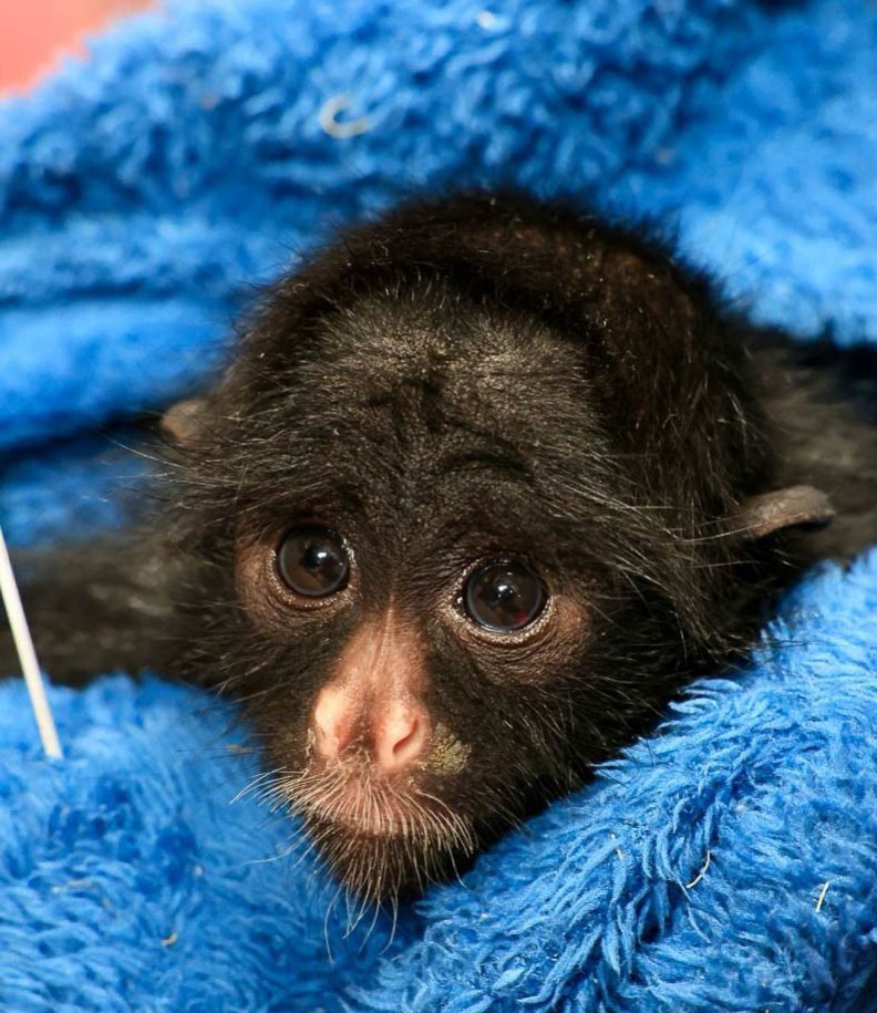 macaco Zoo Brasília