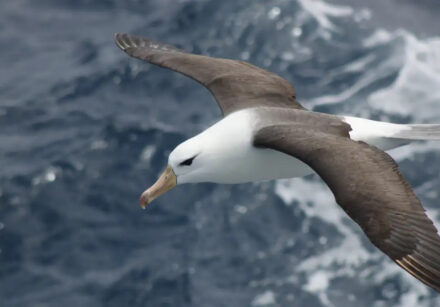 dimas gianuca projeto albatroz albatroz de sobrancelha negra thalassarche melanophris.jpg