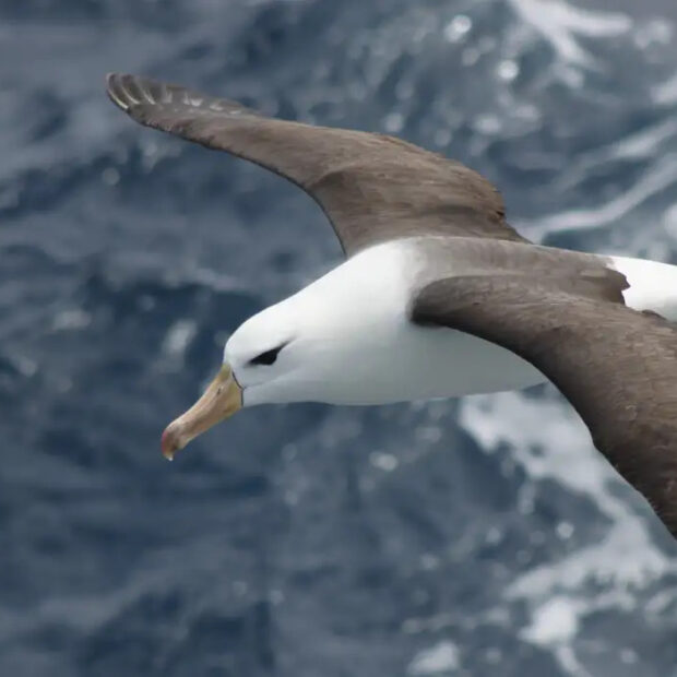 dimas gianuca projeto albatroz albatroz de sobrancelha negra thalassarche melanophris.jpg