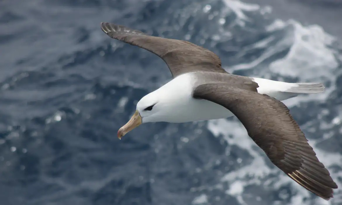 dimas gianuca projeto albatroz albatroz de sobrancelha negra thalassarche melanophris.jpg