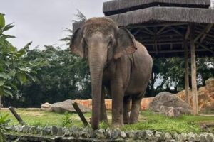 elefanta baby é transferida para santuário em mt