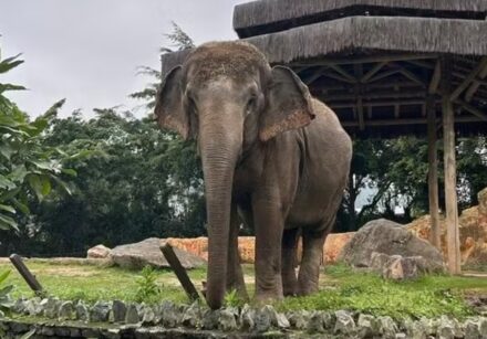 elefanta baby é transferida para santuário em mt