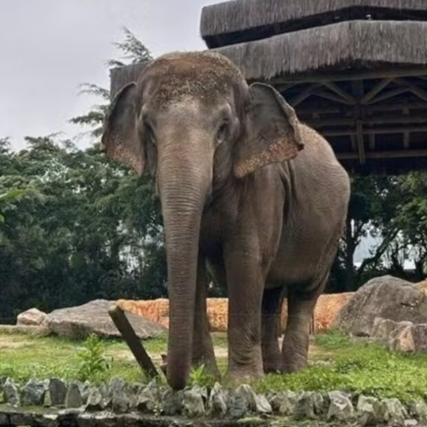 elefanta baby é transferida para santuário em mt