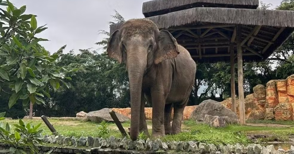 elefanta baby é transferida para santuário em mt