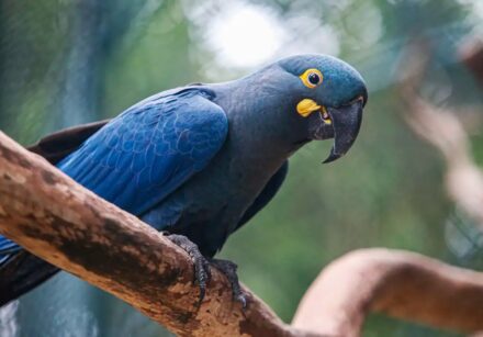 arara azul de lear 01 0