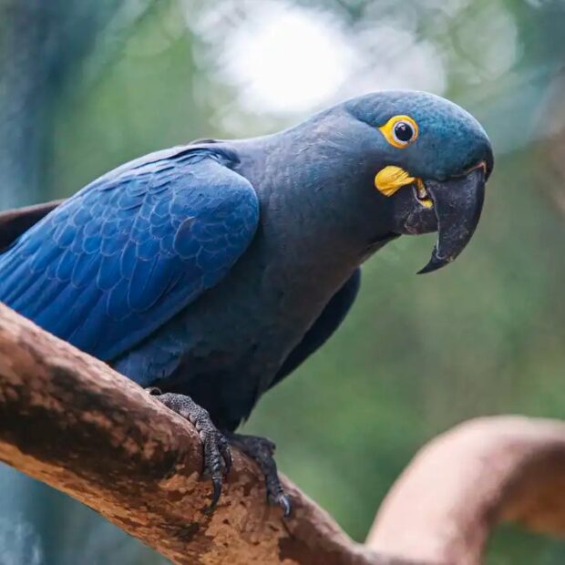 arara azul de lear 01 0
