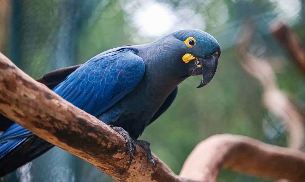 arara azul de lear 01 0