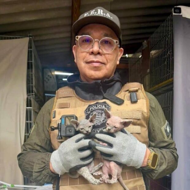 cães e gatos resgatados sp
