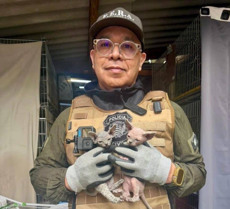 cães e gatos resgatados sp