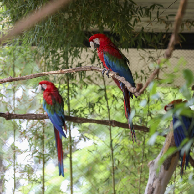zoologico araras