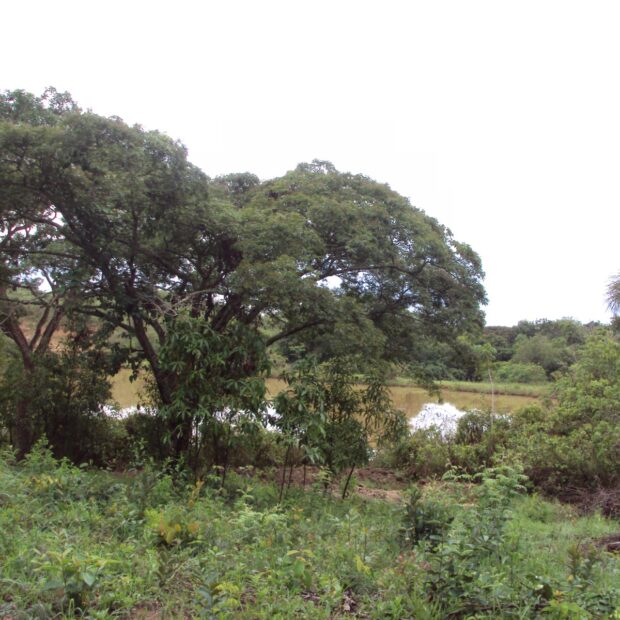 parque distrital lobo guara