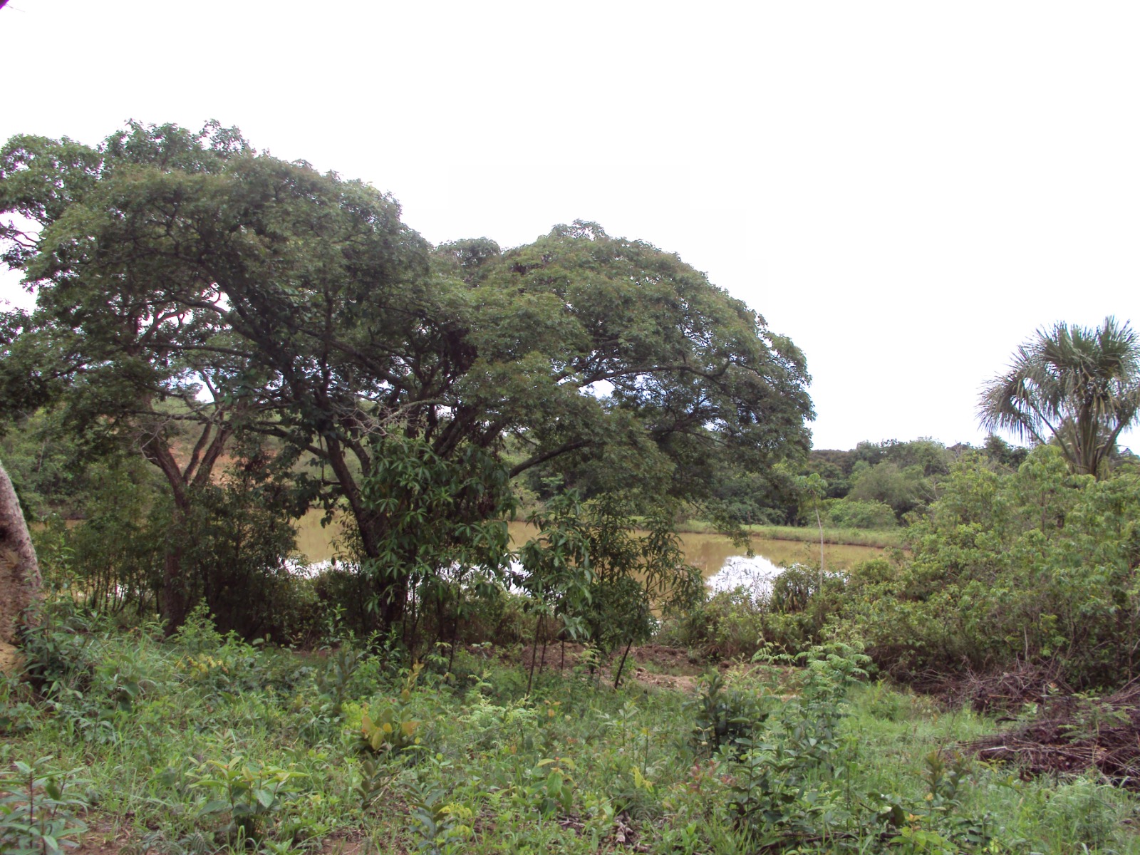 parque distrital lobo guara