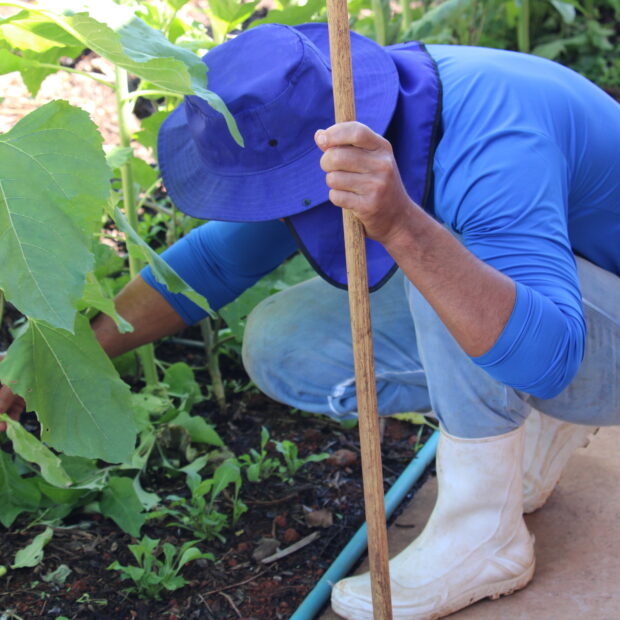 horto agroflorestal