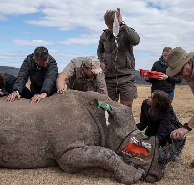 afp 20240626 34z67eu v4 highres topshotsafricaconservationanimal