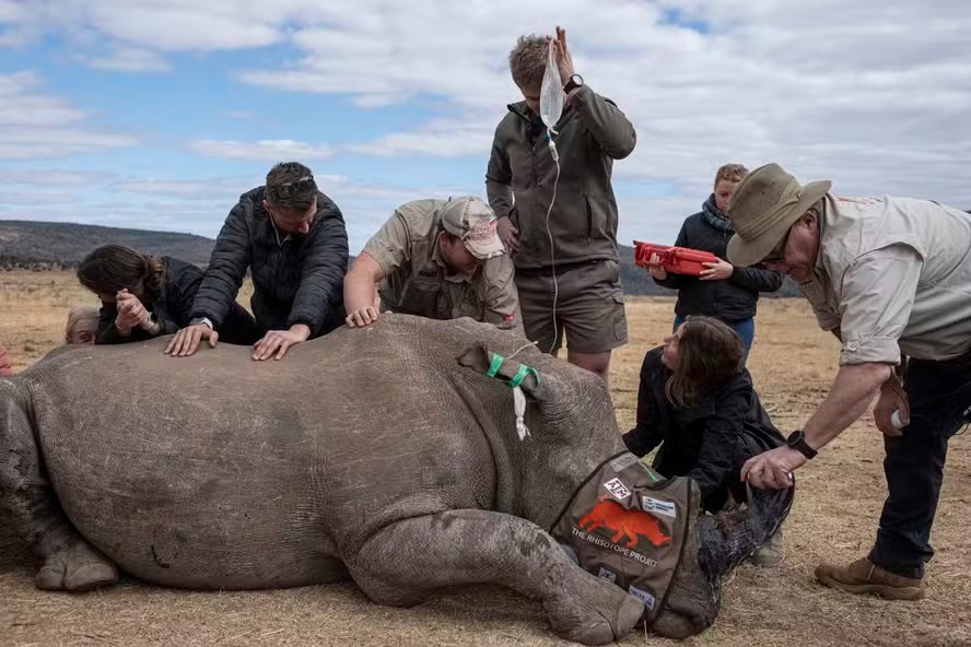 afp 20240626 34z67eu v4 highres topshotsafricaconservationanimal