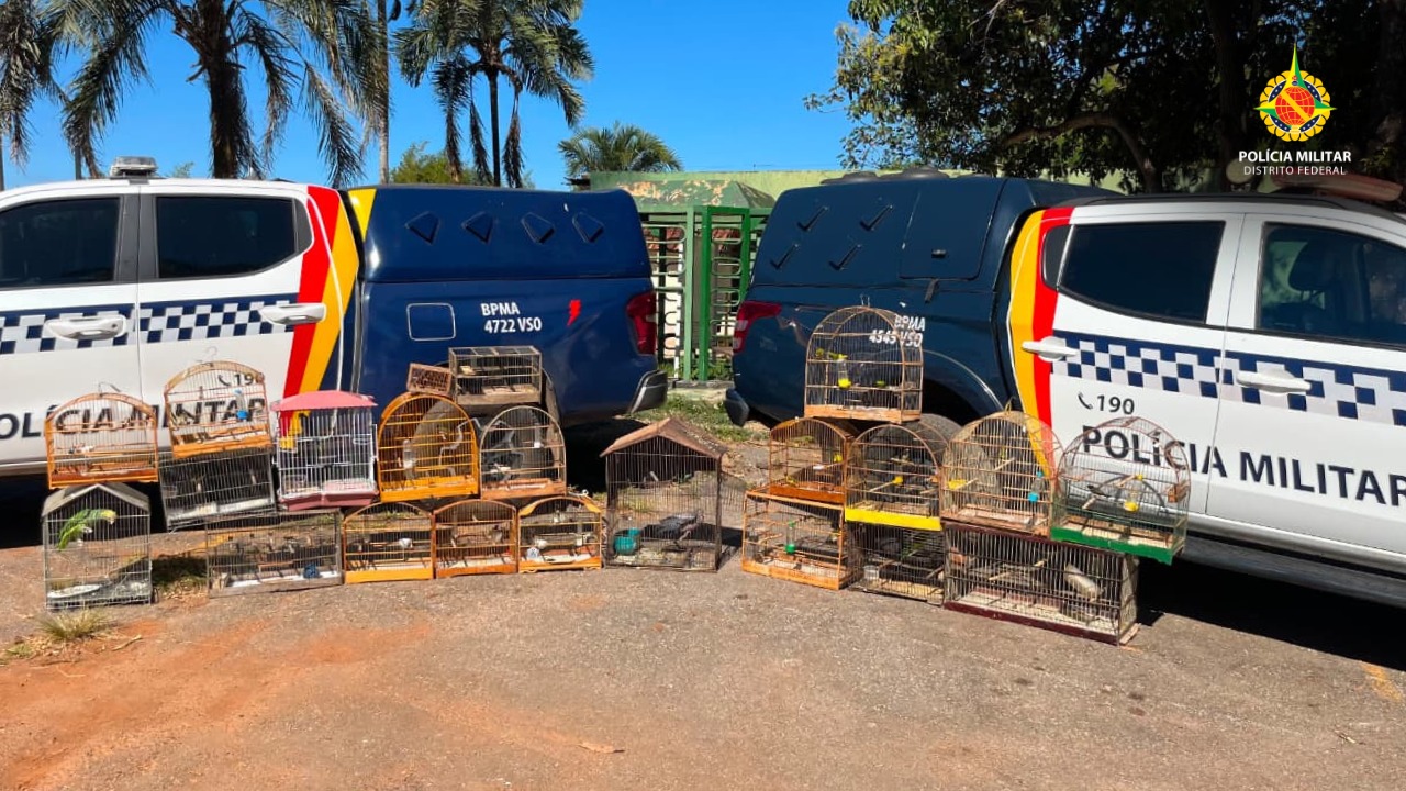 Aves Silvestres Apreendidas em Operação Ambiental no Gama