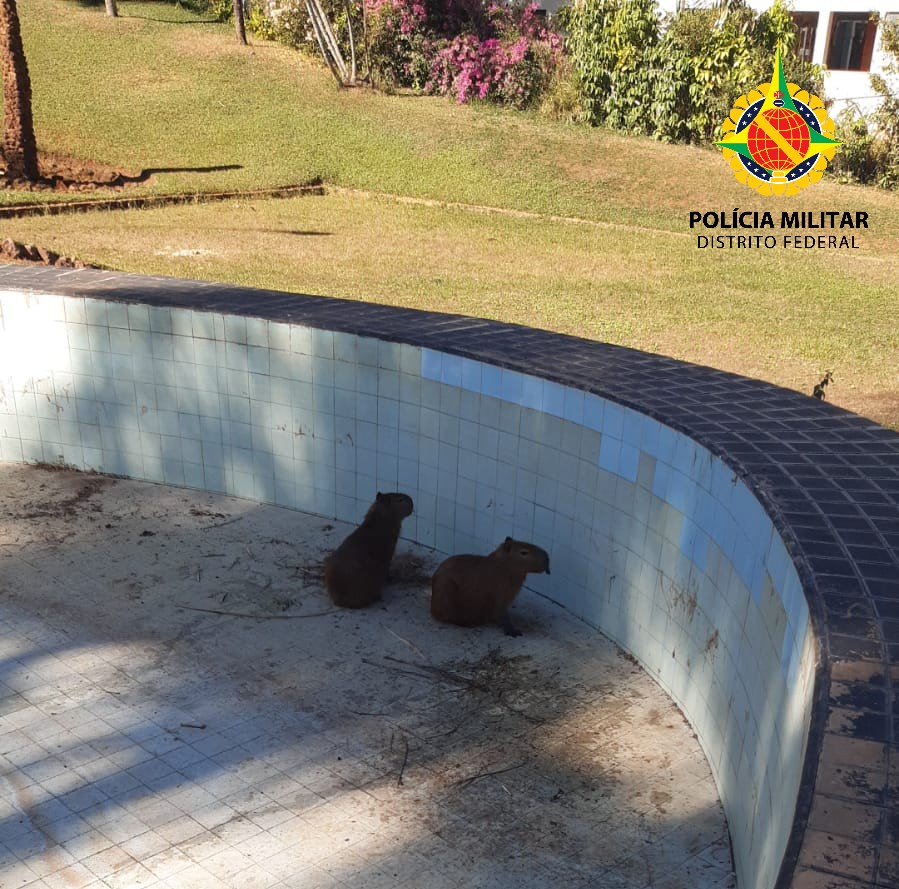 Filhotes de capivara são resgatados de piscina no Lago Norte
