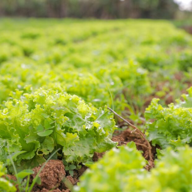 6.7. agricultura. foto tony oliveira agência brasília2
