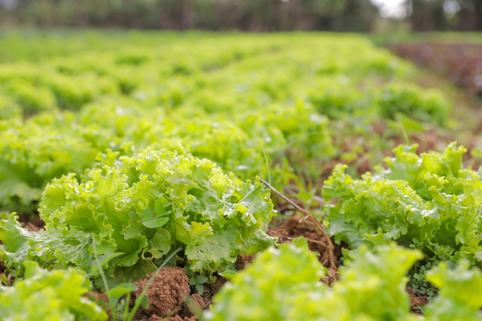 6.7. agricultura. foto tony oliveira agência brasília2