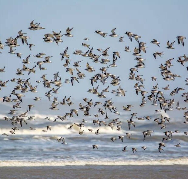 trupp von alpenstrandlaufern calidris alpina kiebitzregenpfeifern pluvialis squatarola und vereinzelten knutts calidris canutus spiekeroog nationalpark niedersachsisches wattenmeer