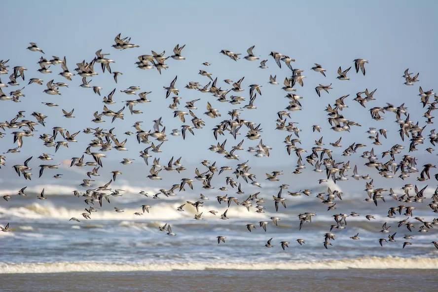 trupp von alpenstrandlaufern calidris alpina kiebitzregenpfeifern pluvialis squatarola und vereinzelten knutts calidris canutus spiekeroog nationalpark niedersachsisches wattenmeer