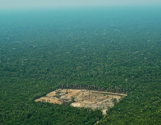 files brazil election amazonia