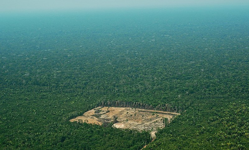 files brazil election amazonia